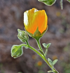 Abutilon palmeri  Indian mallow