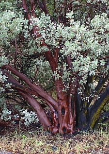 Arctostaphylos glauca  bigberry manzanita