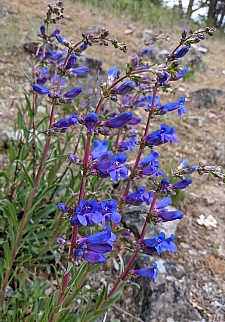 Penstemon speciosus  royal penstemon