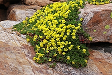 Eriogonum umbellatum var. porteri  Porter's sulphur buckwheat