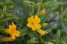 Mimulus (Diplacus)  'Jelly Bean Gold' monkeyflower