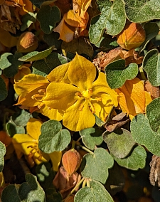 Fremontodendron  'Ken Taylor' flannel bush