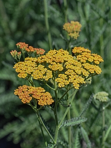 Achillea  millefolium 'Terracotta' yarrow