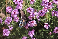 Verbena lilacina 'De La Mina' Cedros Island verbena