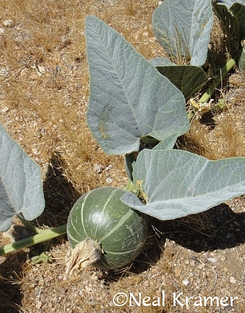 Cucurbita foetidissima  buffalo gourd