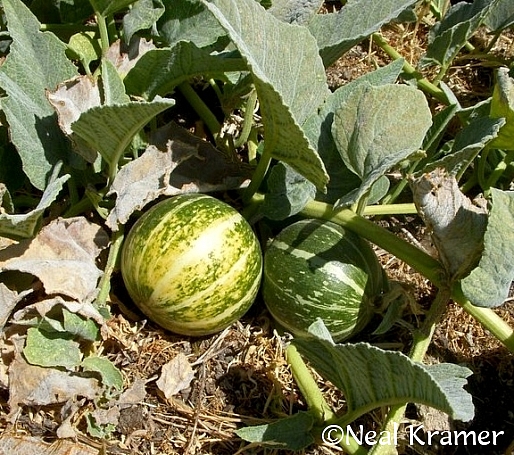 Cucurbita foetidissima  buffalo gourd