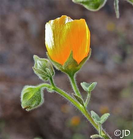 Abutilon palmeri  Indian mallow