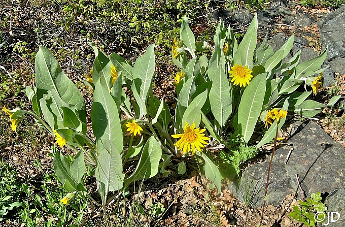 Wyethia helenioides  gray mule ears