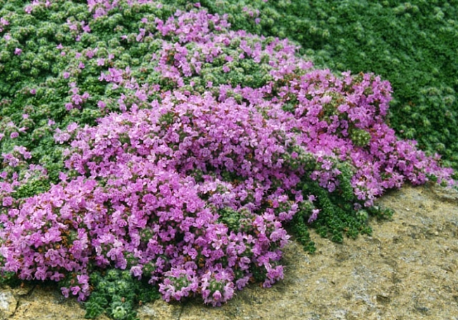 wooly thyme ground cover buy