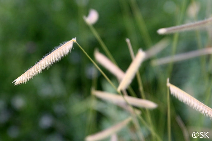 Blonde ambition store grass