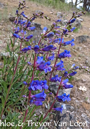 Penstemon speciosus  royal penstemon