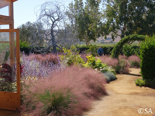 Muhlenbergia on sale