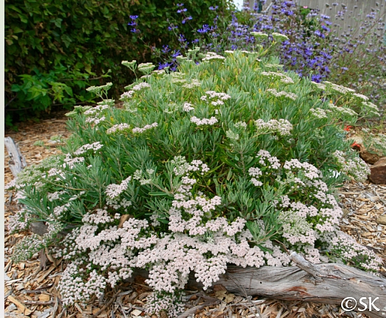 Eriogonum arborescens California Flora Nursery