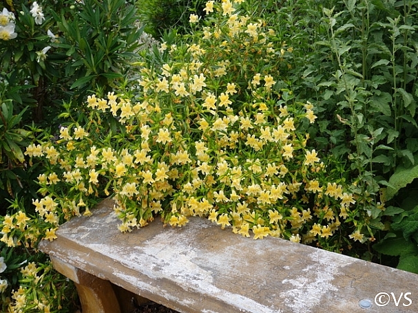 Mimulus 'Eleanor' | California Flora Nursery