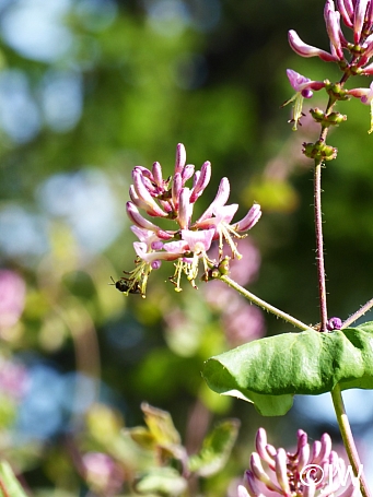 Lonicera Hispidula | California Flora Nursery