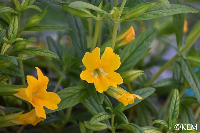 Mimulus (Diplacus)  'Jelly Bean Gold' monkeyflower