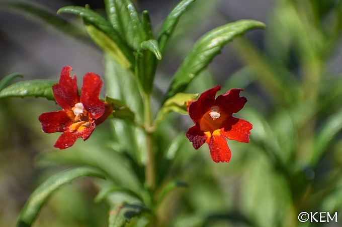 Mimulus (Diplacus)  'Vibrant Red' monkeyflower