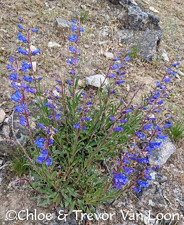 Penstemon speciosus  royal penstemon