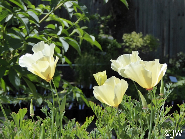 Eschscholzia californica - cream colored flowers  cream colored California poppy