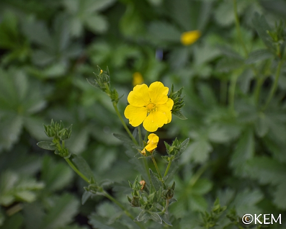 Potentilla  gracilis  slender cinquefoil