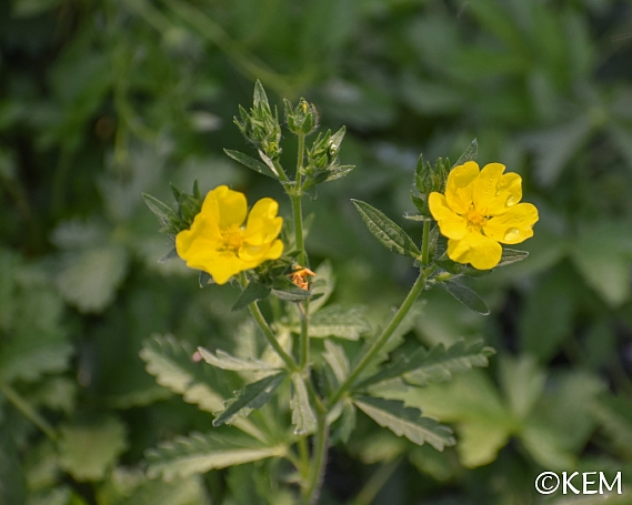 Potentilla  gracilis  slender cinquefoil