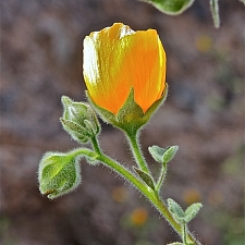 Abutilon palmeri  Indian mallow