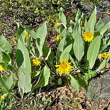 Wyethia helenioides  gray mule ears