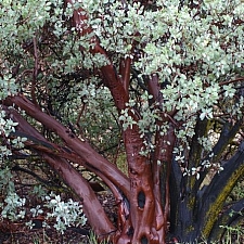 Arctostaphylos glauca  bigberry manzanita