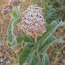 Asclepias eriocarpa  Kotolo milkweed