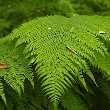 California native deals ferns