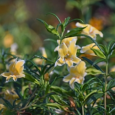 Mimulus (Diplacus)  'Eleanor' monkeyflower