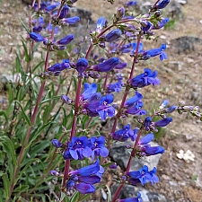 Penstemon speciosus  royal penstemon