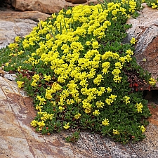 Eriogonum umbellatum var. porteri  Porter's sulphur buckwheat