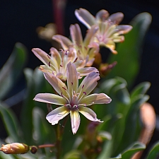 Lewisia longipetala 'Little Peach' cliff maids