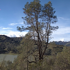 Pinus sabiniana  gray pine