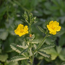 Potentilla  gracilis  slender cinquefoil