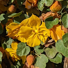 Fremontodendron  'Ken Taylor' flannel bush