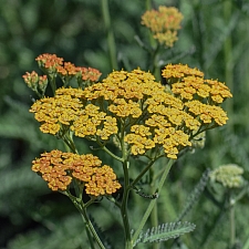 Achillea  millefolium 'Terracotta' yarrow