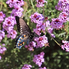 Verbena lilacina 'De La Mina' Cedros Island verbena